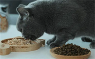 人可以猫粮吗