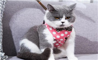 猫咪牵引绳哪个比较舒服