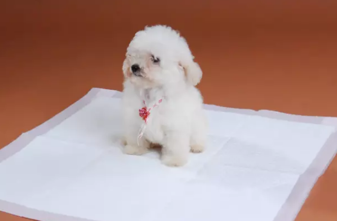 狗子的尿垫怎么铺