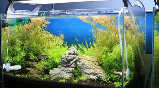 鱼缸水质不好咋办?传你绝招:调节鱼缸水质酸碱度的两样“法宝” 鱼缸水质不好咋办?传你绝招:调节鱼缸水质酸碱度的两样“法宝”