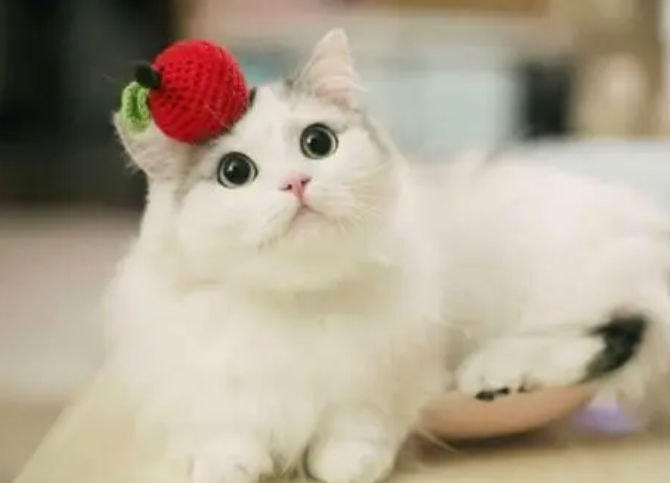 猫用益生菌是什么，幼猫益生菌是否有必要吃