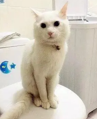 猫咪每次用完厕所后都将猫砂带出，搞得很脏乱，教你几招轻松解决