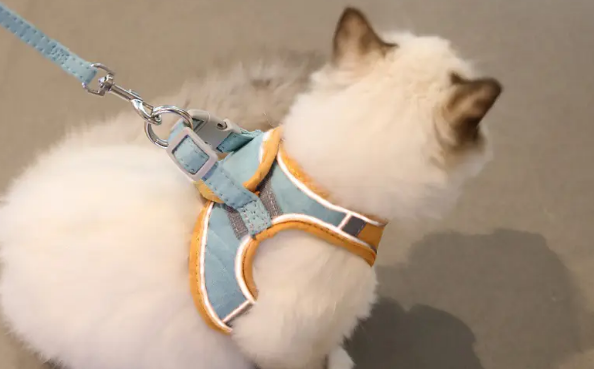 给猫的牵引绳买大了