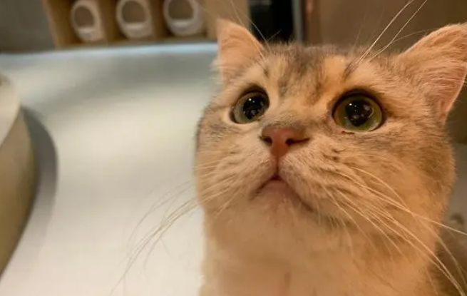 猫砂有多重要?能直接影响猫咪健康! 猫砂有多重要?能直接影响猫咪健康!