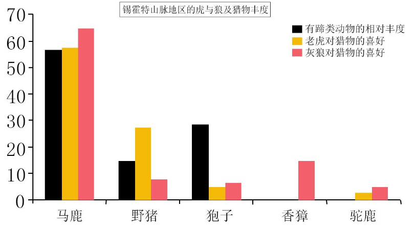 黑龙江出现东北虎,捕杀400斤黄牛,吃个精光 黑龙江出现东北虎,捕杀400斤黄牛,吃个精光