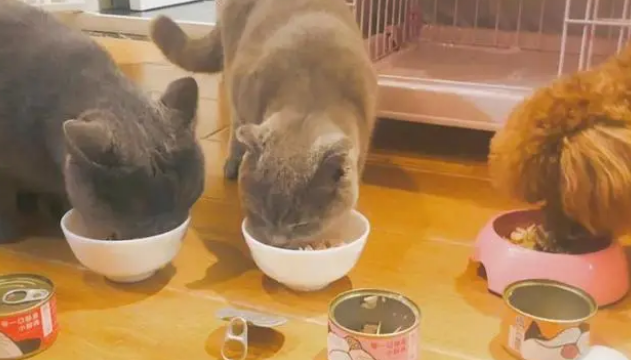 猫罐头和猫粮可以混吃吗?来看看吧 猫罐头和猫粮可以混吃吗?来看看吧