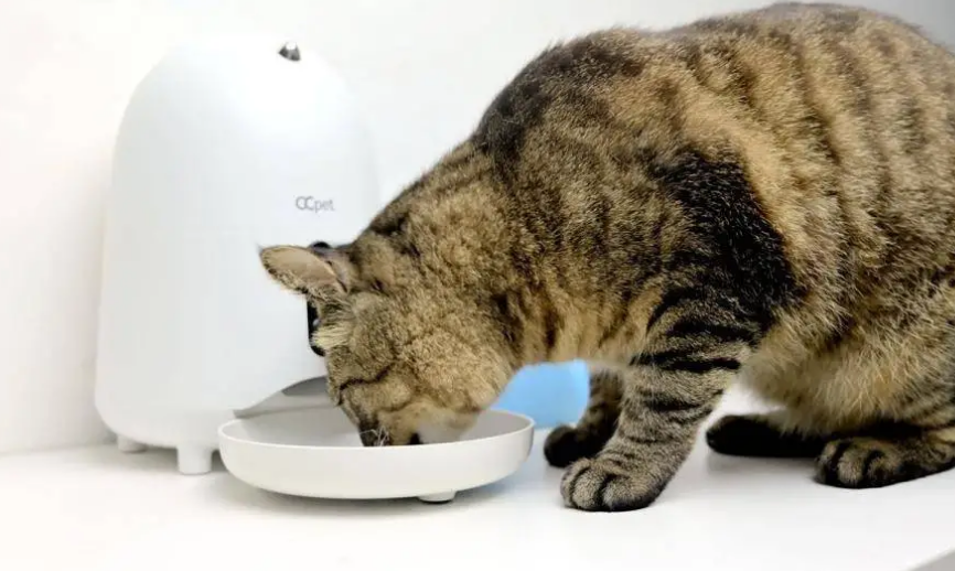 宠物自动喂食器推荐