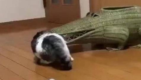 女子买装饰品，猫咪偏把那当窝，看见它睡姿时尴尬了 