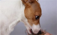 狗狗一周吃几次钙片？狗狗缺钙症状？