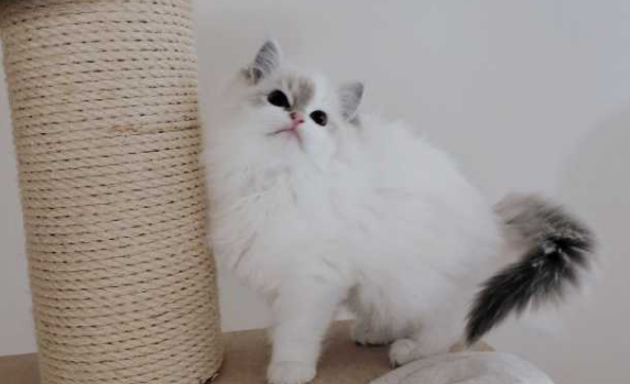 猫咪失格什么意思?感兴趣可以来看看! 猫咪失格什么意思?感兴趣可以来看看!