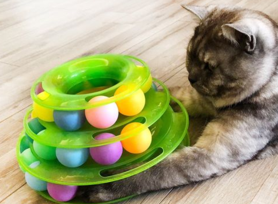 宠物猫玩具有哪些 宠物猫玩具有哪些