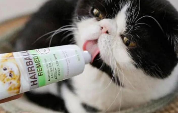 猫咪营养膏有用吗