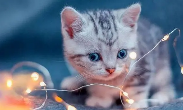 猫营养膏可以天天吃吗 猫营养膏可以天天吃吗