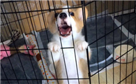 狗狗是拴着好还是关笼子里好