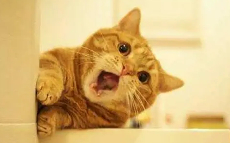 猫咪一直吃猫抓板,猫抓板猫咪吃了有事吗 猫咪一直吃猫抓板,猫抓板猫咪吃了有事吗