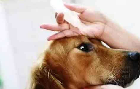 狗狗眼睛可以用氯霉素滴眼液吗