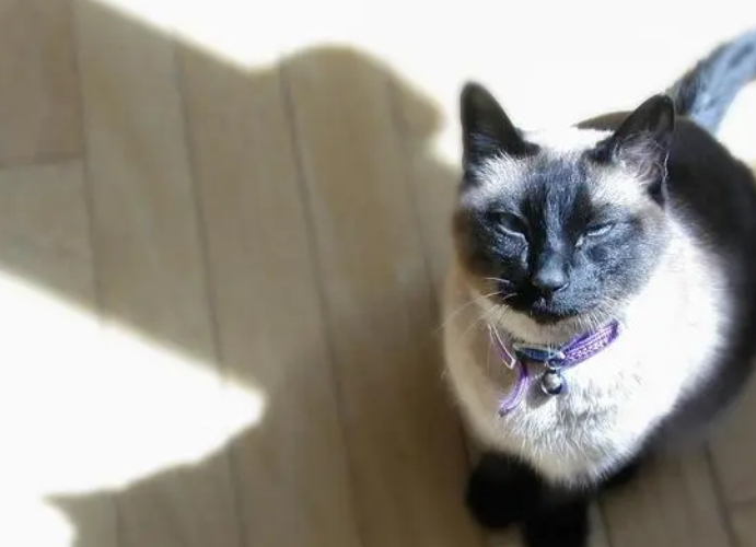 养猫笔记：猫拉稀益生菌怎么吃才正确