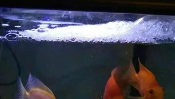 盛夏高温,可以给鱼缸打氧,但是我们关注到其他供氧方式了吗? 盛夏高温,可以给鱼缸打氧,但是我们关注到其他供氧方式了吗?