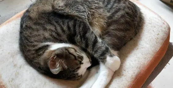 猫咪睡觉时为什么卷成团？是什么意思呢？