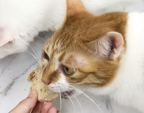 猫罐头和冻干哪个好