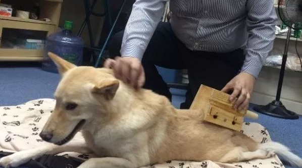 狗狗可不可以艾灸?来get一下吧 狗狗可不可以艾灸?来get一下吧