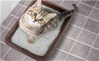 猫砂怎么生产出来的 猫砂怎么生产出来的