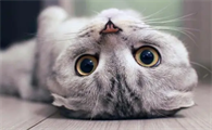 猫咪拉稀肠胃不好怎么调理,幼猫益生菌该怎么选?