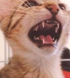 奶凶奶凶的猫咪，别人一碰就上嘴咬：别碰我，我很凶的！ 