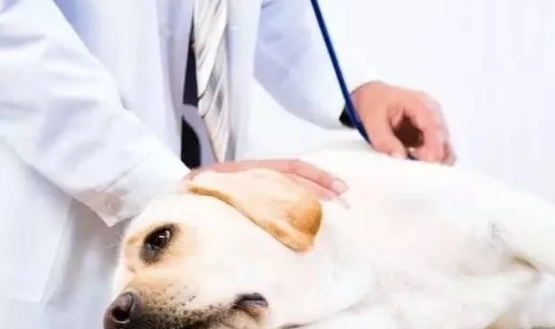 狗怀孕可以体外驱虫吗