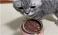 罐头和猫条哪个好