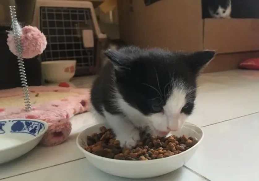 低盐猫粮品牌推荐