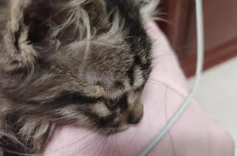 猫藓长毛了是不是就好了?这篇文章告诉你 猫藓长毛了是不是就好了?这篇文章告诉你