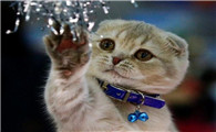 如何正确的给你的猫咪洗澡,一些实用建议