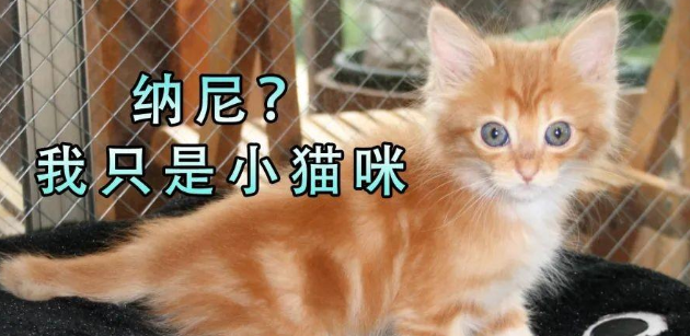 男孩冒雨救小猫,相伴11年成为最好的彼此 男孩冒雨救小猫,相伴11年成为最好的彼此