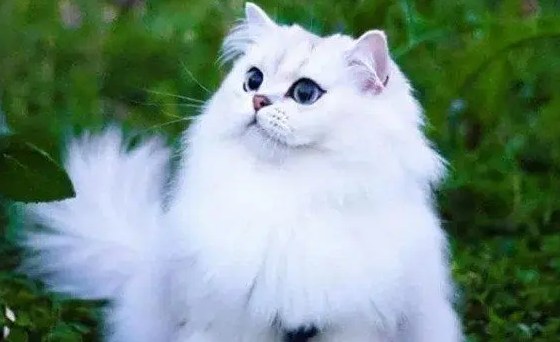 宠物猫的价格