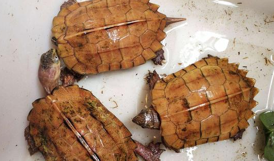 枫叶龟不开食怎么办?新手龟友看过来! 枫叶龟不开食怎么办?新手龟友看过来!