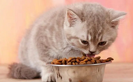 猫咪吃猫粮还是罐头好