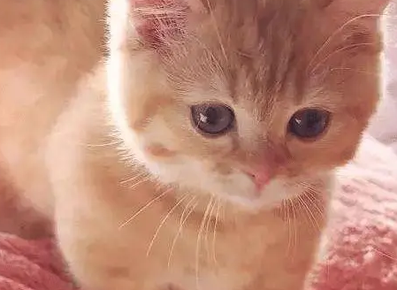 怎么区别猫抓板的好坏?怎样的才适合猫? 怎么区别猫抓板的好坏?怎样的才适合猫?
