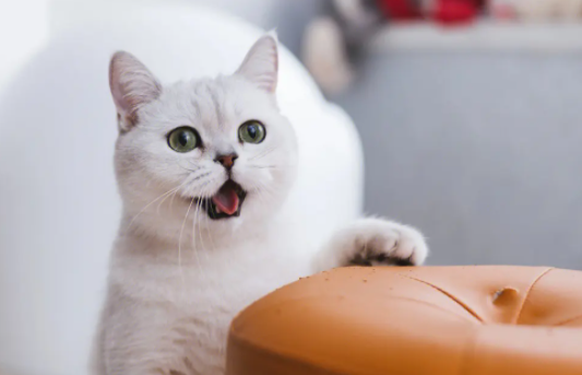 家猫和野猫有什么不同?想养的铲屎官来看看~ 家猫和野猫有什么不同?想养的铲屎官来看看~