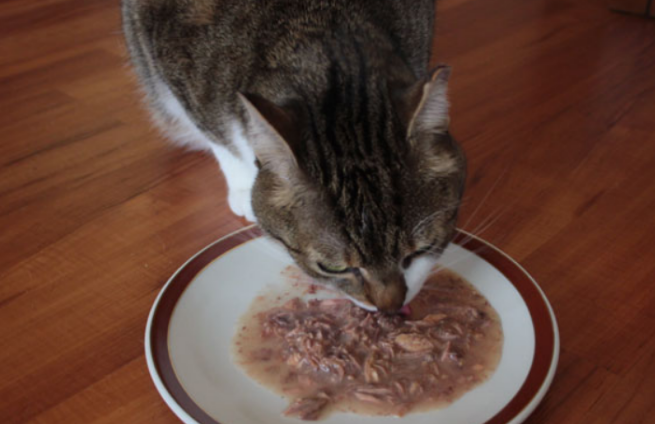 猫咪喜欢吃罐头吗