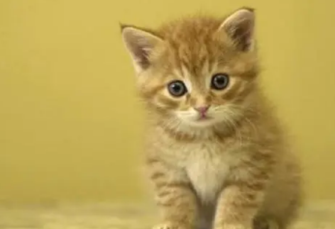猫咪多大才能吃猫罐头呢!要注意这些 猫咪多大才能吃猫罐头呢!要注意这些