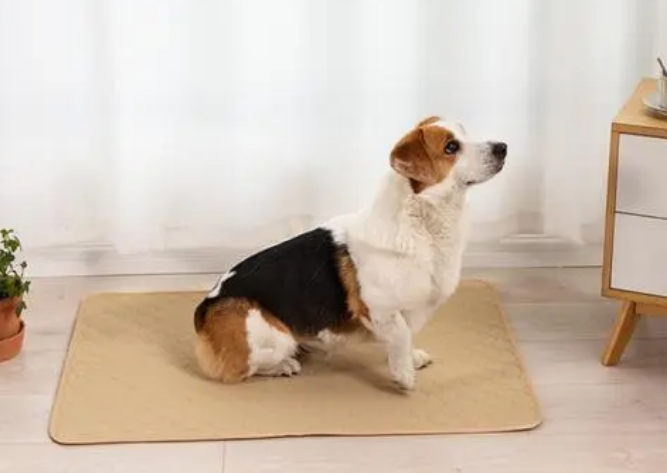如何教狗狗去尿垫上排泄