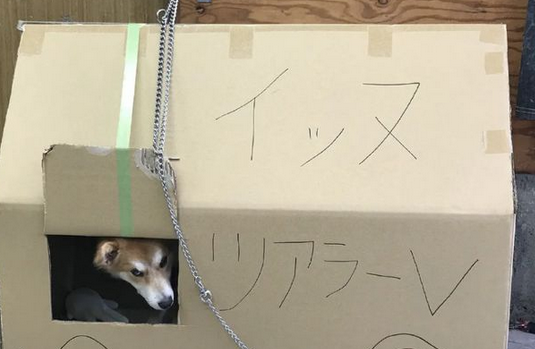 狗狗两次被遗弃,医生领养一年后,明白了原因 狗狗两次被遗弃,医生领养一年后,明白了原因