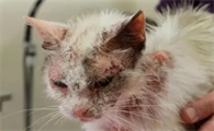 猫皮肤病用什么药最好?本文帮你解答!