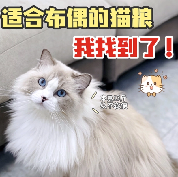 布偶猫粮哪款比较好