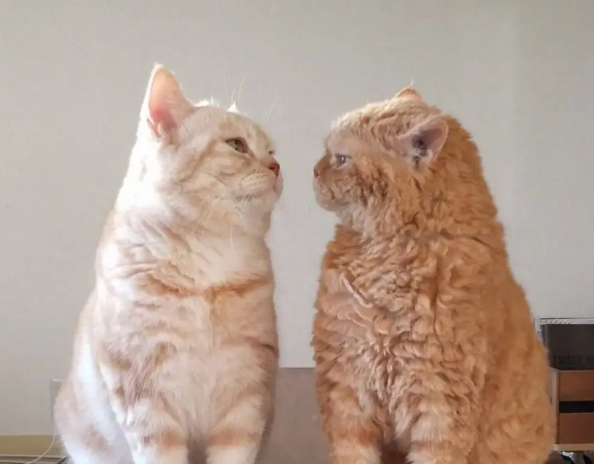 猫砂哪种比较好 猫砂哪种比较好