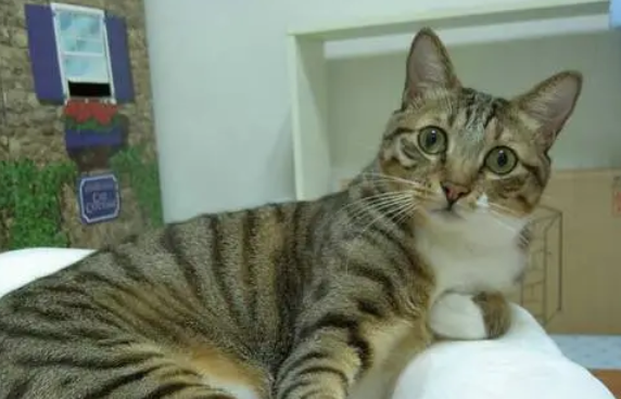 猫咪咳嗽用什么药
