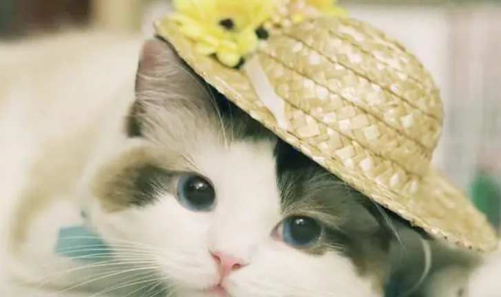 益生菌不要随便给猫咪喝！除非这些情况可以适量给猫咪补充？
