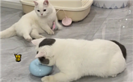 猫喜欢毛绒玩具吗