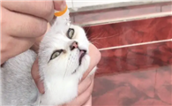 猫咪眼药水多少钱